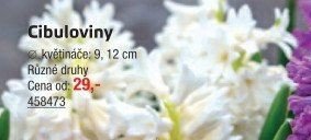 Cibuloviny - UNI HOBBY akcniletaky.com