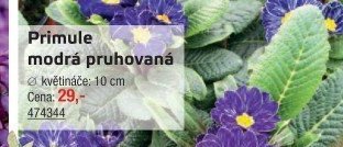Primule modrá pruhovaná - UNI HOBBY akcniletaky.com