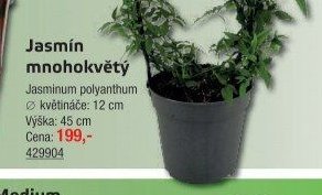 Jasmín mnohokvětý - UNI HOBBY akcniletaky.com