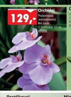 Orchidej Phalaenopsis - UNI HOBBY akcniletaky.com