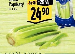 Celer řapíkatý