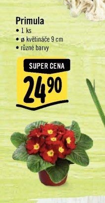 Primula