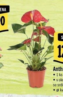 Anthurium