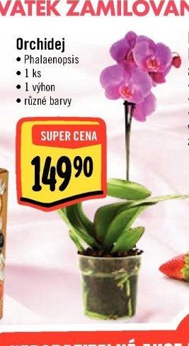 Orchidej Phalaenopsis