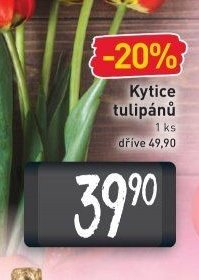Kytice tulipánů