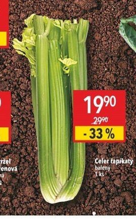 Celer řapíkatý