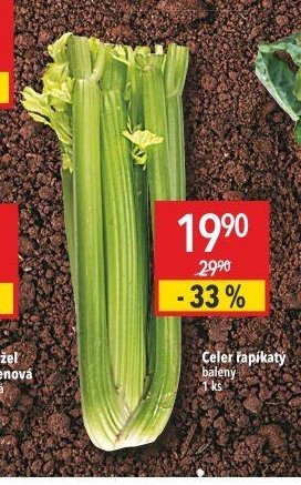 Celer řapíkatý