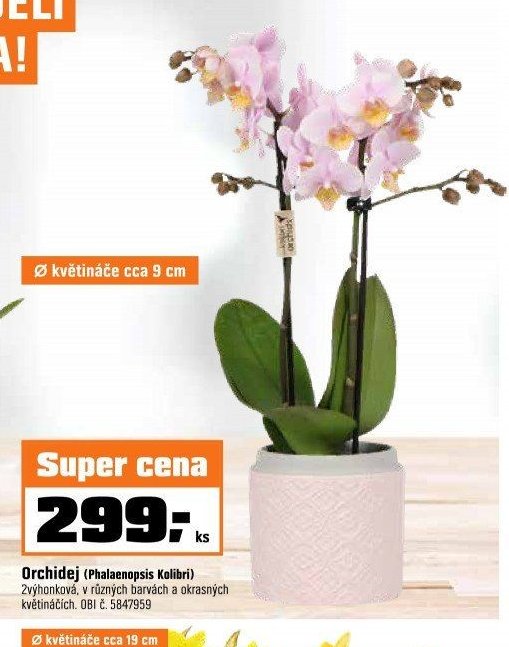 Orchidej (Phalaenopsis Kolibri)