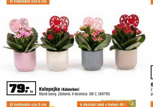 Kolopejka (Kalanchoe)