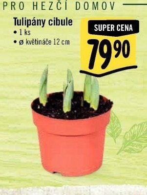 Tulipány cibule