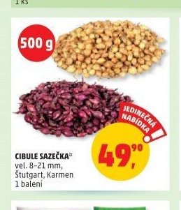 Cibule sazečka