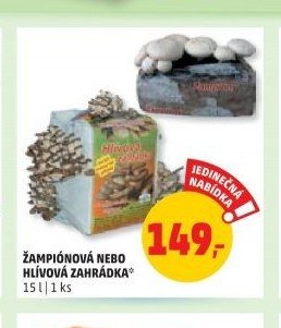 Žampiónová nebo hlívová zahrádka