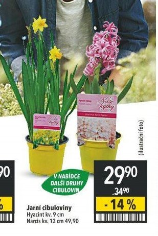 Jarní cibuloviny, Hyacint kv. 9 cm, Narcis kv. 12 cm