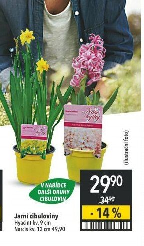 Jarní cibuloviny Hyacint kv. 9 cm, Narcis kv. 12 cm