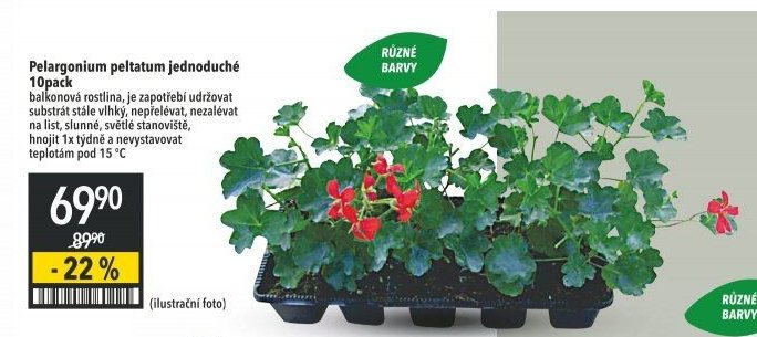 Pelargonium peltatum jednoduché 10pack