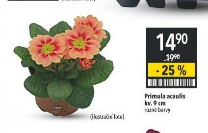 Primula acaulis kv. 9 cm