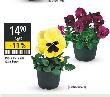 Viola kv. 9 cm