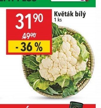 Květák bílý
