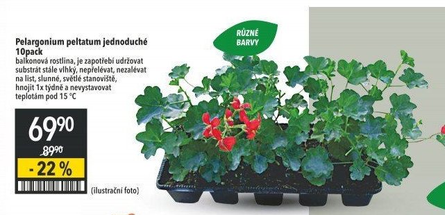 Pelargonium peltatum jednoduché 10pack
