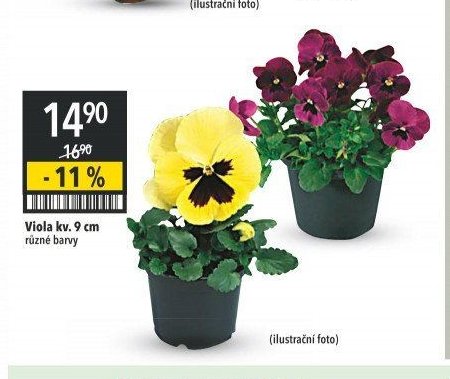 Viola kv. 9 cm