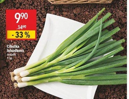 Cibulka lahůdková