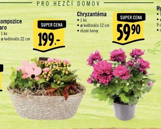 Chryzantéma