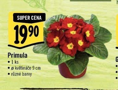 Primula