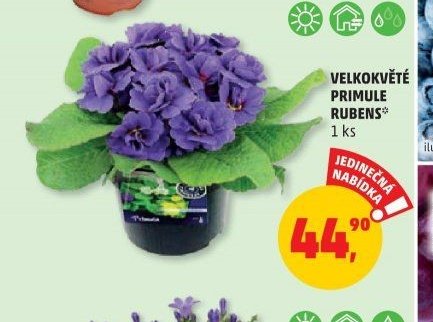 Velkokvěté primule Rubens