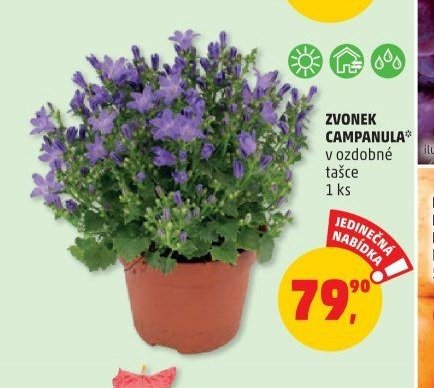Zvonek Campanula