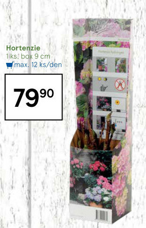 Sazenice Hortenzie - Hydrangea