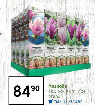 Sazenice šácholan - magnólie