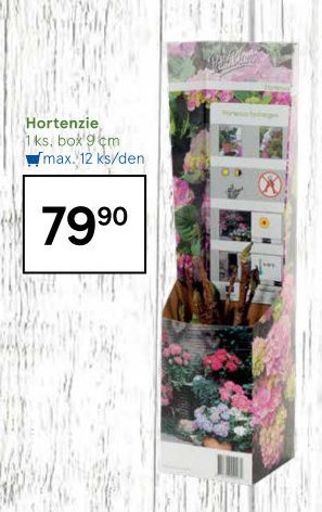 Hortenzie