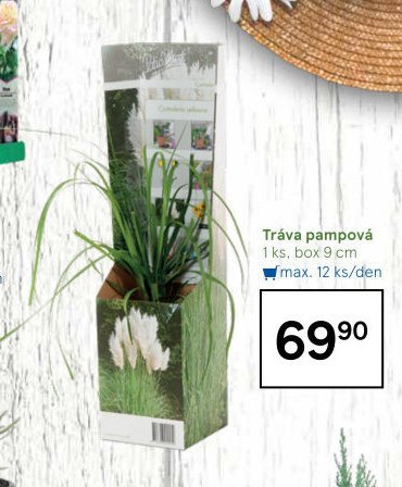 Tráva pampová