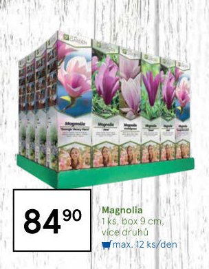 Magnolia