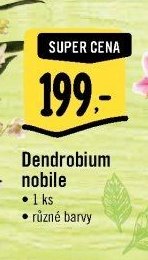 Dendrobium nobile