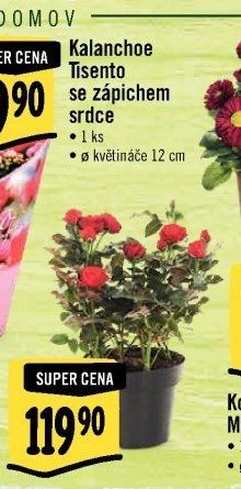 Kalanchoe Tisento se zápichem srdce