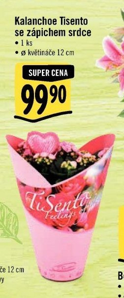 Kalanchoe Tisento se zápichem srdce