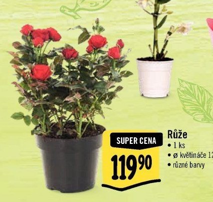 Růže