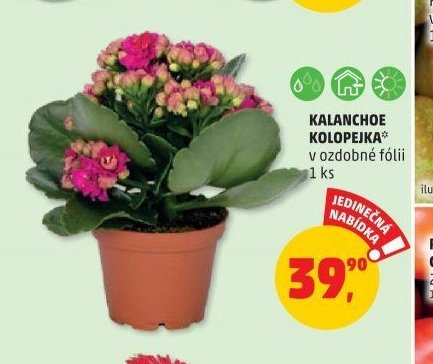 KALANCHOE KOLOPEJKA v ozdobné fólii