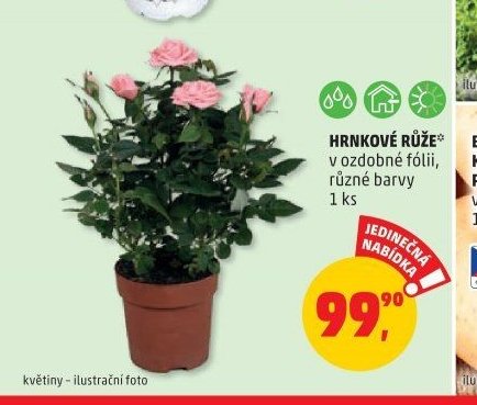 HRNKOVÉ RŮŽE v ozdobné fólii