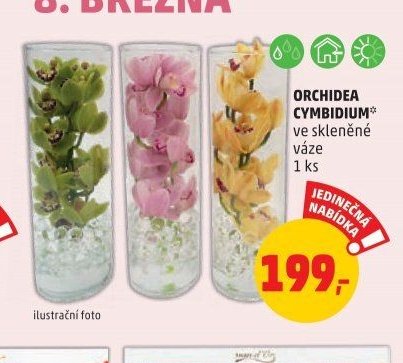Orchidea Cymbidium