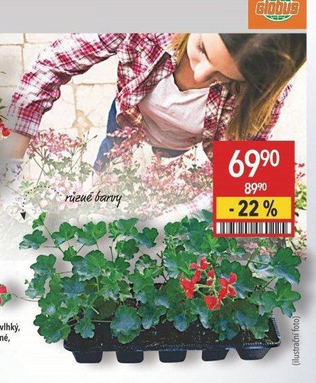 Pelargonium peltatum jednoduché 10pack