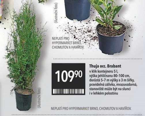 Thuja occ. Brabant