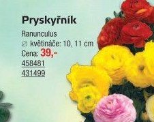 Pryskyřník - UNI HOBBY akcniletaky.com