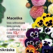 Maceška - UNI HOBBY akcniletaky.com