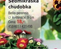 Sedmikráska chudobka - UNI HOBBY akcniletaky.com