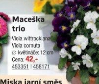 Maceška trio - UNI HOBBY akcniletaky.com