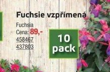 Fuchsie vzpřímená - UNI HOBBY akcniletaky.com