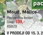 Moud, Molice - UNI HOBBY akcniletaky.com