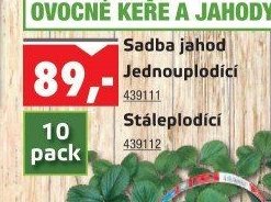 Sadba jahod - UNI HOBBY akcniletaky.com